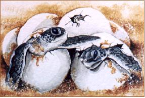 Turtle Hatchlings